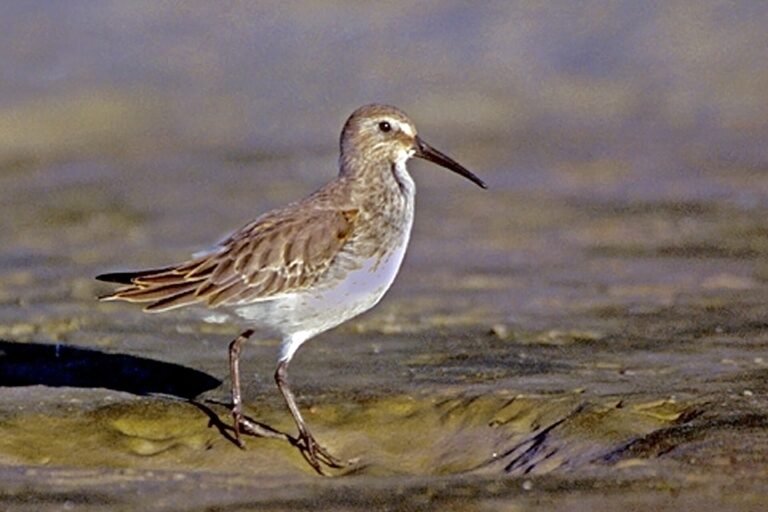 Shorebird on Bowman's Beach, Sanibel