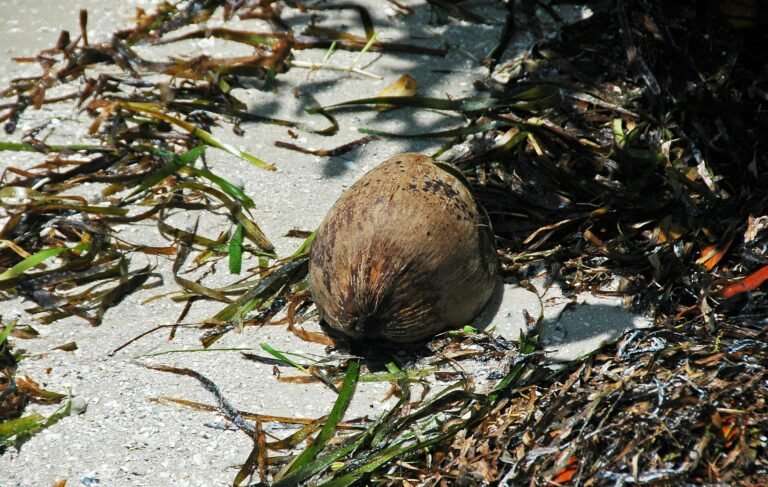 Beach on Captiva Island