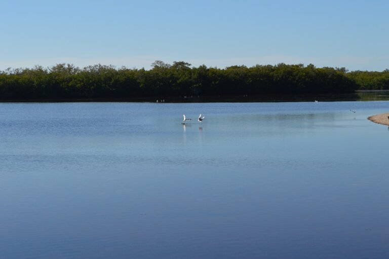 J.N. Ding Darling National Wildlife Refuge