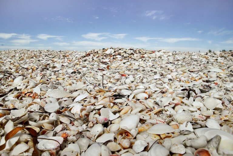 What to Pack for Sanibel: Shelling Gear, Bug Spray & What to Rent