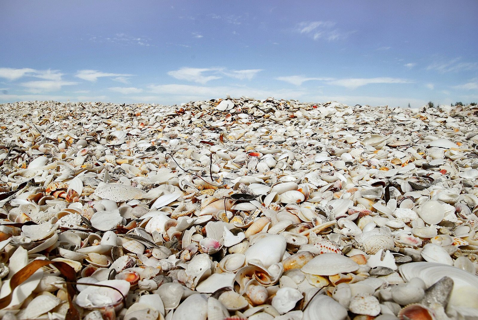 Shells on the sand at Cayo Costa near Sanibel