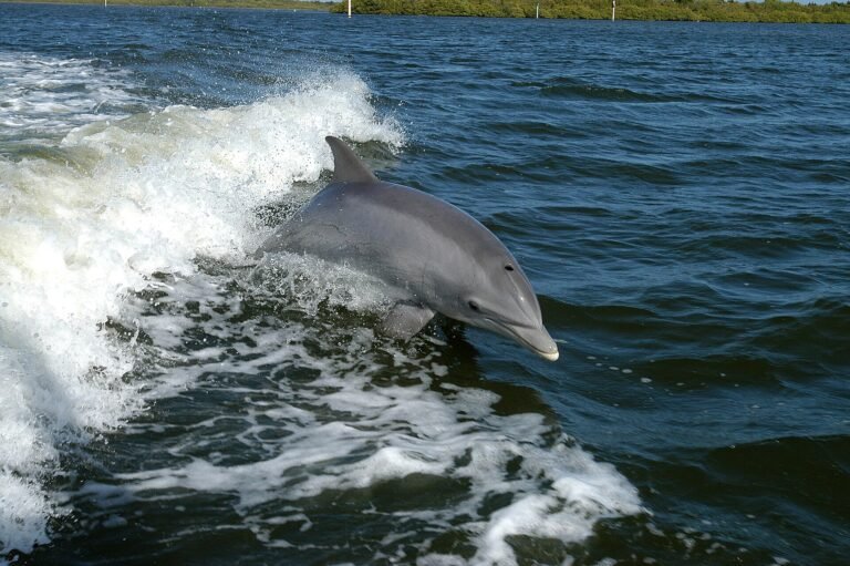 Best Sanibel & Captiva Excursions: Dolphins, Boats, Fishing & More