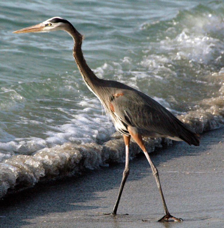 Best Time to Visit Sanibel & Captiva